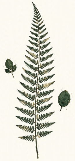 Pressed fern frond specimen illustration